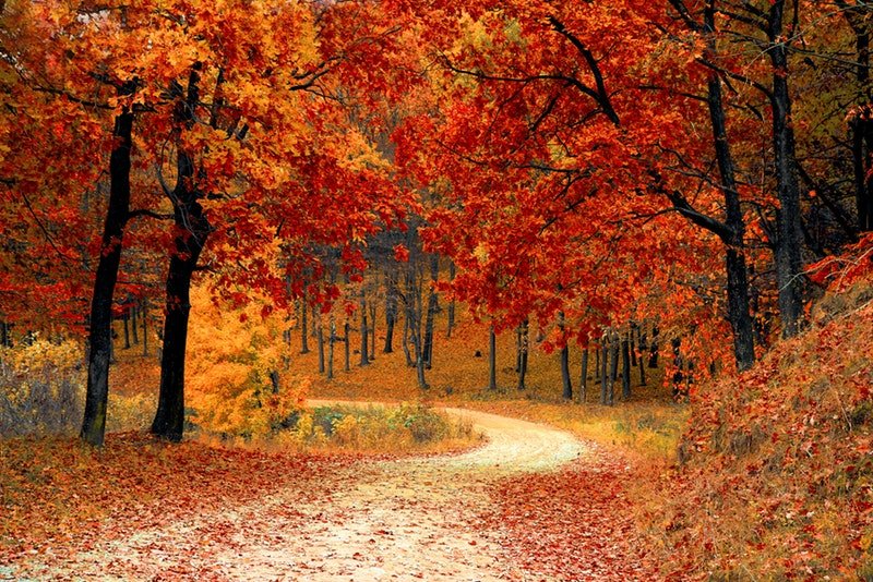A path curving through autumn trees with bright orange and red leaves.